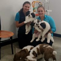 Your Friendly Local Vet - Mansfield Veterinary Clinic
