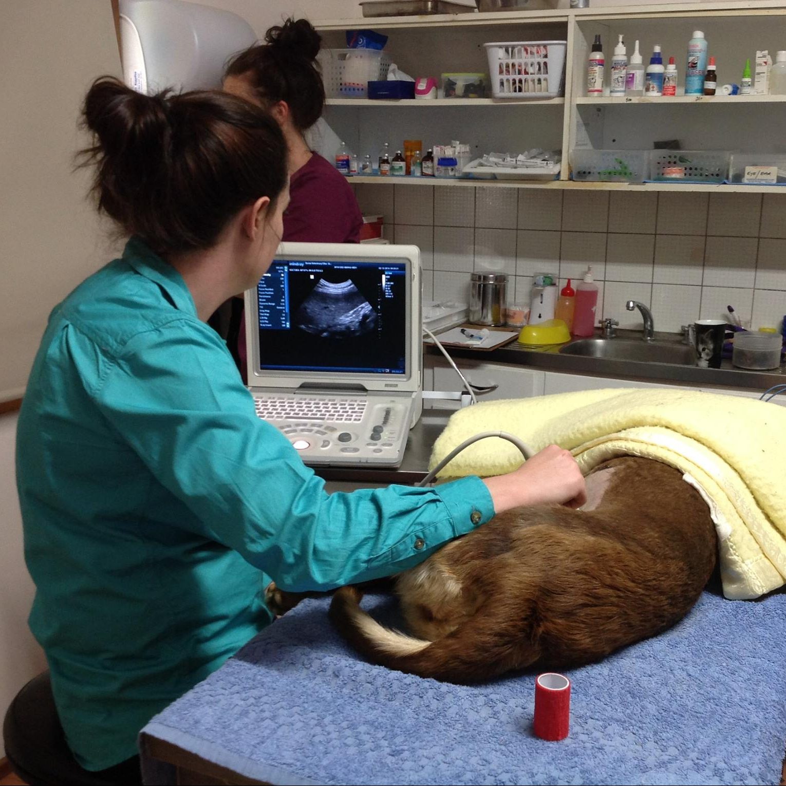 Acupuncture & Animal Biomechanics Veterinary Services - Mansfield Veterinary Clinic