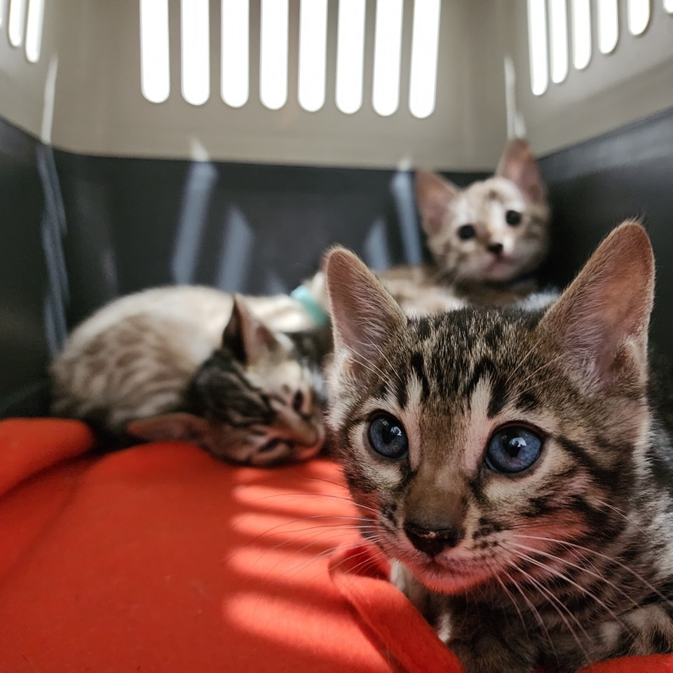 Kitten Adoption Program Veterinary Services - Mansfield Veterinary Clinic
